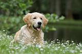 GOLDEN RETRIEVER 378